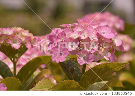 Hydrangea Hamadayama 133963540