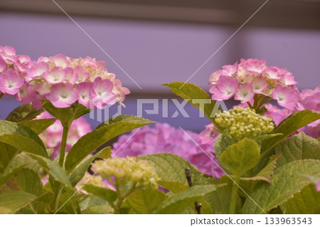 Hydrangea Hamadayama Hydrangea Hamadayama 133963543