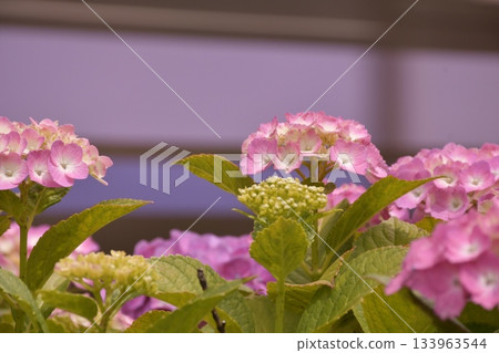 Hydrangea Hamadayama 133963544