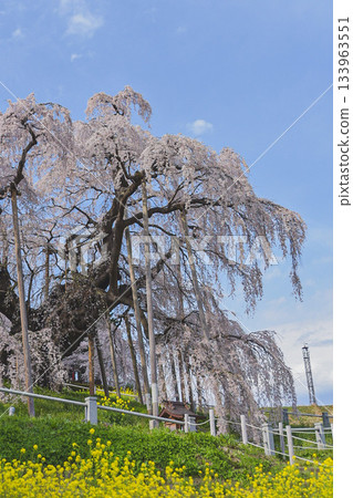 Miharu櫻花盛開 133963551