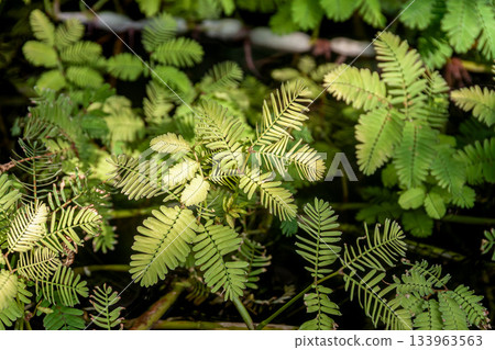 The leaflets of the water mimosa pudica bow when touched [Fabaceae] 133963563