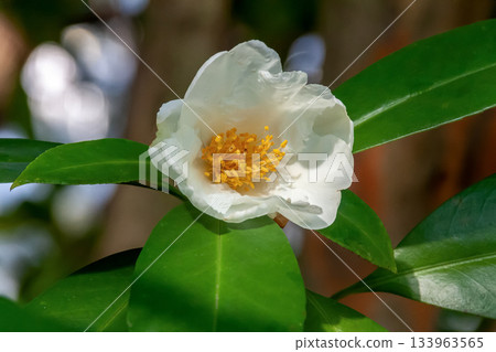 台灣山茶花可用作建築材料及觀賞植物（山茶科） 133963565