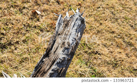 Weathered Log Sticking Out of Dry Grass Under Bright Sun in Rustic Outdoor Scene Natural Weathered Log Sticking Out of Dry Grass Under Bright Sun in Rustic Outdoor Scene Natural 133963721