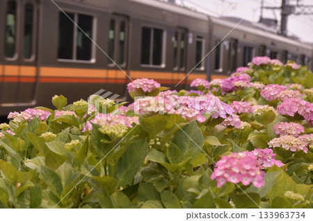 井之頭線 繡球花 濱田山 井之頭線 繡球花 濱田山 133963734
