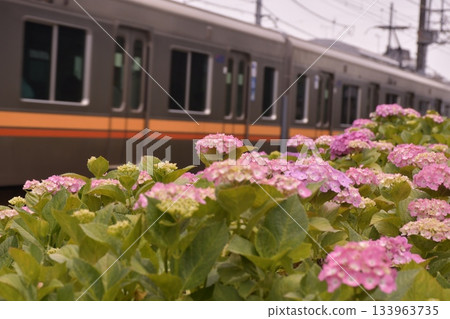 井之頭線 繡球花 濱田山 井之頭線 繡球花 濱田山 133963735