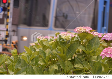 井之頭線 繡球花 濱田山 133963738