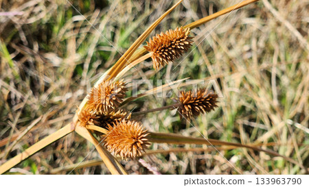 Dry Seed Heads Of Wild Grass With Spiky Brown Pods In A Quiet Field Scene 133963790