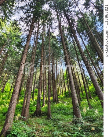 Tall Pine Forest from Below Tall Pine Forest from Below 133963821
