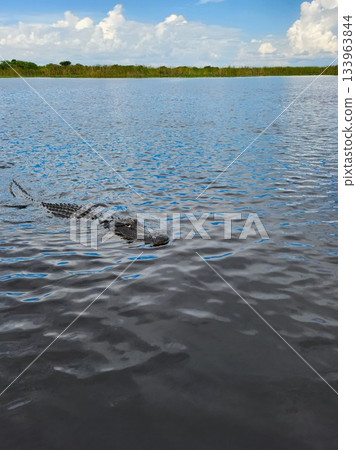 Crocodile Swimming in Calm Water Crocodile Swimming in Calm Water 133963844