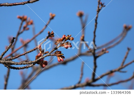 櫻花盛開 櫻花盛開 133964306
