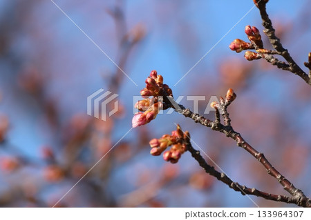 Cherry blossoms and buds 133964307
