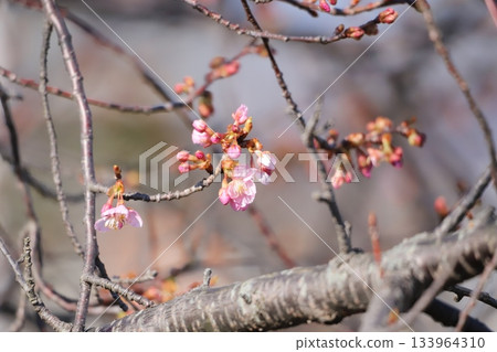 櫻花和芽 櫻花和芽 133964310