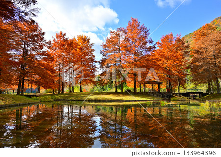 Autumn leaves of bald cypress reflected on the surface of the pond 133964396