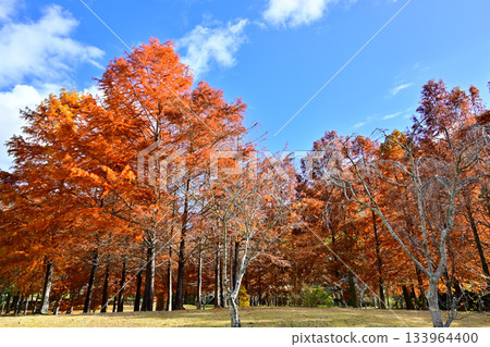 Autumn leaves of bald cypress in the park Autumn leaves of bald cypress in the park 133964400