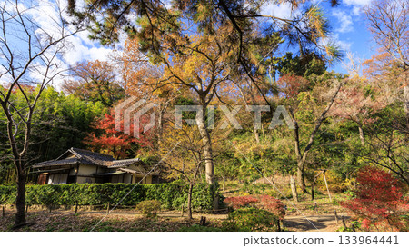 三溪園碧空如洗，秋葉飄落。 133964441