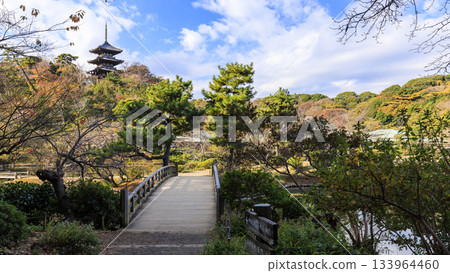 三溪園碧空如洗，秋葉飄落。 133964460
