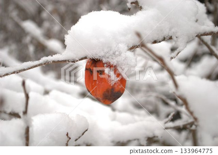 Persimmon nuts covered with snow Persimmon nuts covered with snow 133964775