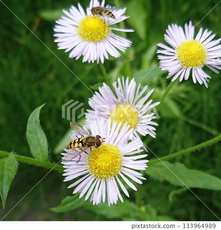 A flat-headed fly sucking nectar from an efflower A flat-headed fly sucking nectar from an efflower 133964989