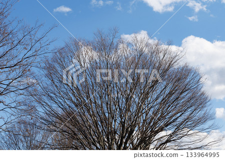 dead tree dead tree 133964995