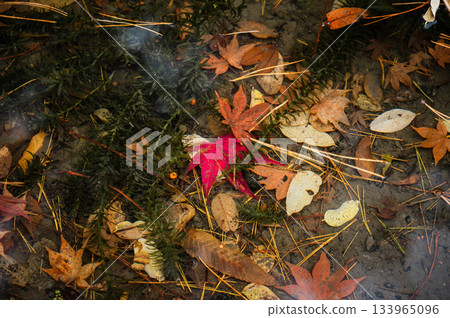 Fallen leaves at the bottom of the pond [Autumn] 133965096