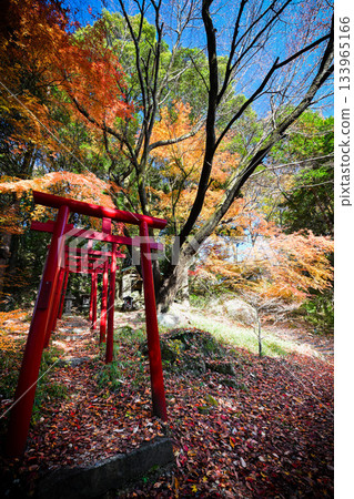 Okara的四季櫻花 133965166