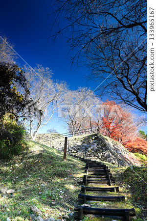 Okara的四季櫻花 133965167