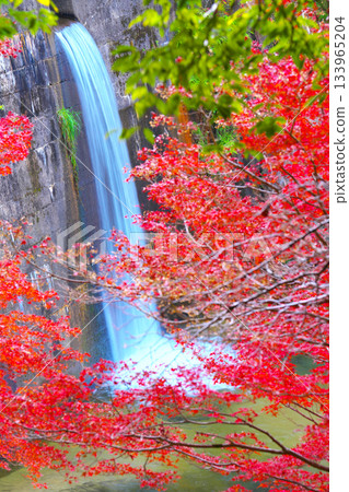 Autumn leaves of Otaki Valley Autumn leaves of Otaki Valley 133965204