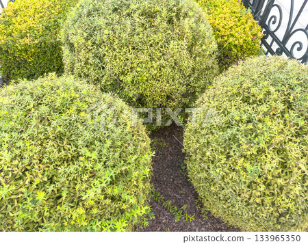 Carefully trimmed boxwood bushes shaped into neat globes with ornamental fencing Carefully trimmed boxwood bushes shaped into neat globes with ornamental fencing 133965350