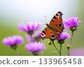 Peacock butterfly resting on purple aster flower 133965458