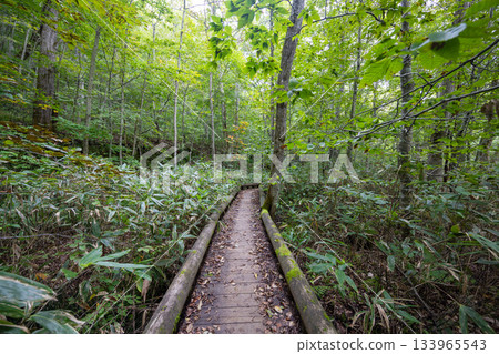 一條木棧道筆直地穿過一片茂密的蕨類和竹林。 133965543