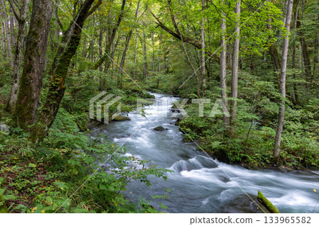 The beautiful flow of Oirase Gorge, where the water flows through the forest, leaving white threads behind The beautiful flow of Oirase Gorge, where the water flows through the forest, leaving white threads behind 133965582