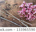 Sakura dyeing with pale pink Okame cherry blossom branches Sakura dyeing with pale pink Okame cherry blossom branches 133965590