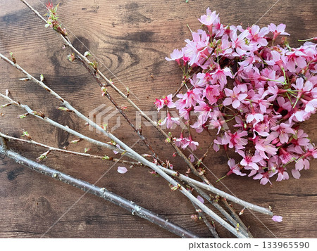 Sakura dyeing with pale pink Okame cherry blossom branches 133965590