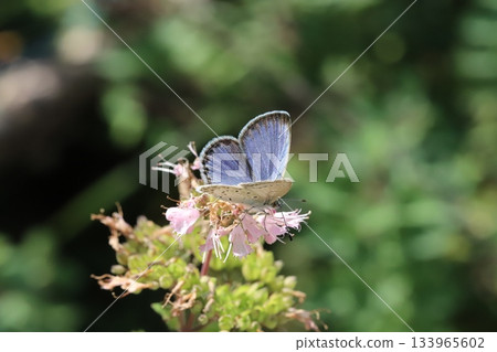 一隻大和志津美蝴蝶正在秋日花園裡盛開的粉紅色雛菊上吸食花蜜。 133965602