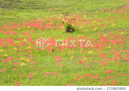 Goto Travel: Shiraragahama Manyo Park #4 Goto Travel: Shiraragahama Manyo Park #4 133965660