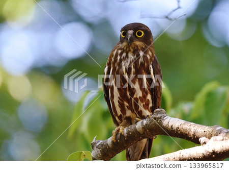 Barn owl, guardian of the forest Barn owl, guardian of the forest 133965817