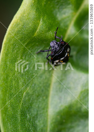 一隻椿象幼蟲停在葉子上的正面照片 133965869