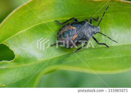 A white-legged stink bug larva resting motionless on a leaf A white-legged stink bug larva resting motionless on a leaf 133965871