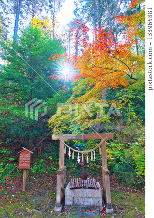 鬆平鄉的秋葉 133965881