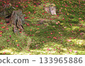 Beautiful autumn leaves, moss and stumps Beautiful autumn leaves, moss and stumps 133965886