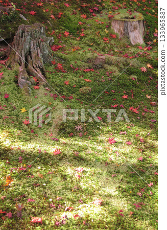 Beautiful autumn leaves, moss and stumps 133965887