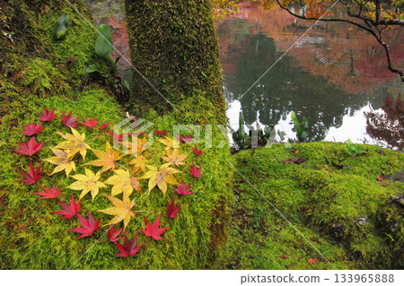 Beautiful fallen autumn leaves in a heart shape, moss and water surface 133965888
