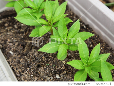 Garden Balsam seedling growing in a planter Garden Balsam seedling growing in a planter 133965891