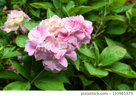 Delicate pink mophead Hydrangea bloom surrounded by lush green leaves Delicate pink mophead Hydrangea bloom surrounded by lush green leaves 133965979