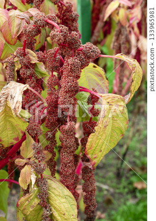 Dramatic red amaranth flower tassels cascading in a summer garden Dramatic red amaranth flower tassels cascading in a summer garden 133965981