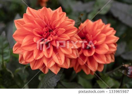 fiery orange dahlias against dramatic dark green foliage fiery orange dahlias against dramatic dark green foliage 133965987
