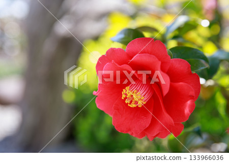 Image of camellia flower Image of camellia flower 133966036