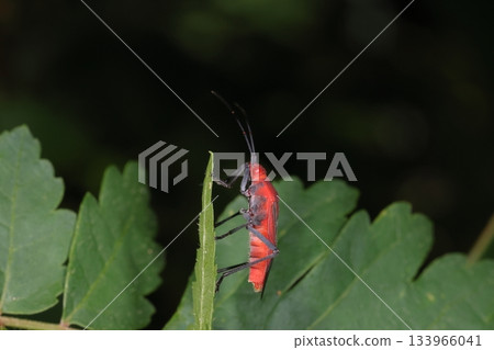 Living creatures, insects, false red stink bug, seen from the side. The ventral side is also bright red, is this a male? 133966041