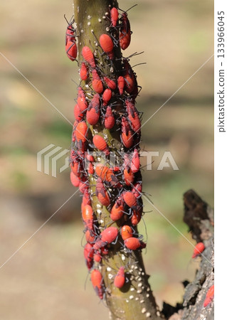 在首爾那霸市的一個公園裡發現了活體生物，昆蟲，假紅耳椿象。成群的幼蟲看起來像大型蚜蟲。 133966045