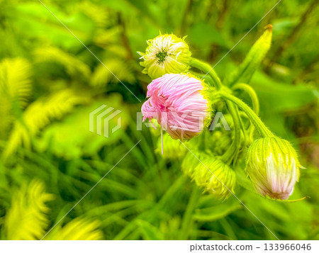 花苞像毛線球－蒲公英 133966046